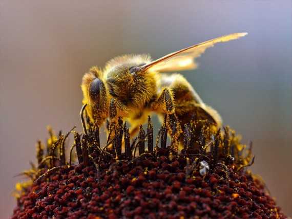 Writing about bees can be a sweet topic for content marketers.