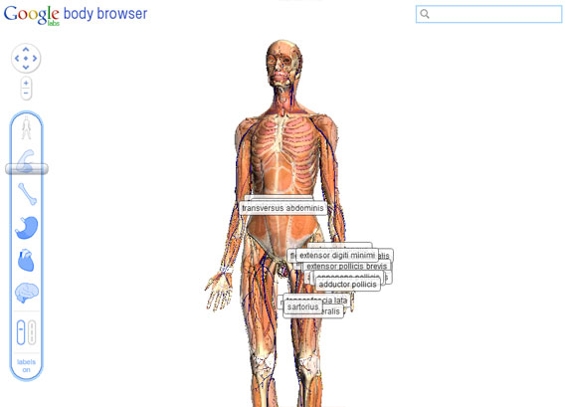 Google's Body Browser is an example of what can be done in the browser thanks to WebGL.