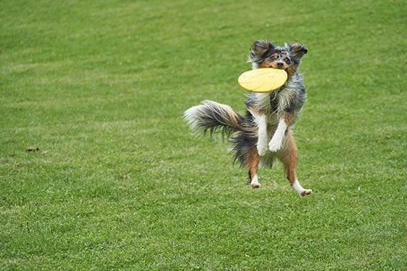 A dog catches a Frisbee.