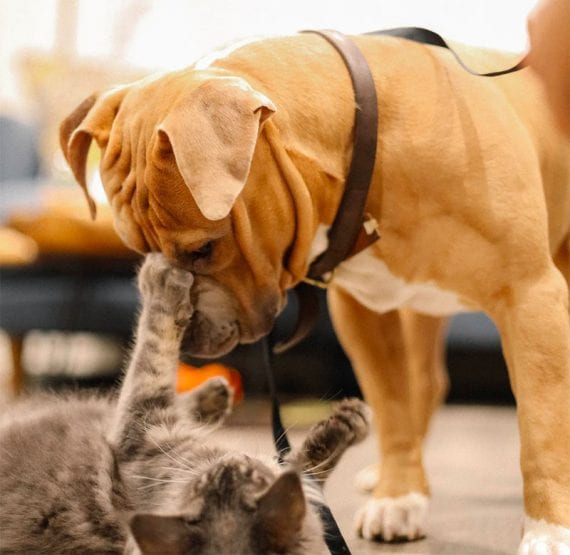 Photo of a dog standing playfully over a cat Photo of a dog standing playfully over a cat