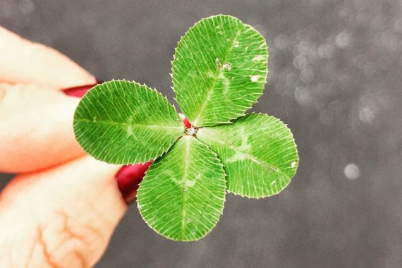 Photo of a 4 leaf clover