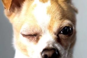 Photo of a dog from FetchApp site