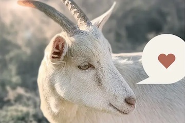 Image of a goat from Little Seed Farm survey page