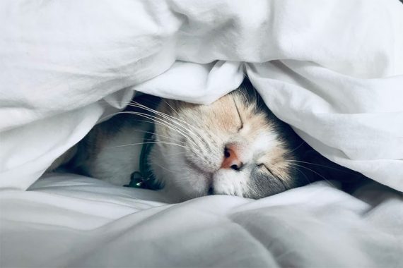 Photo of a sleeping cat under a blanket