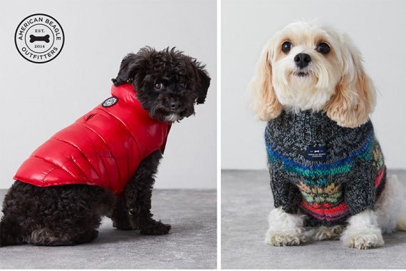 Photo from American Eaghle of two dogs wearing apparel