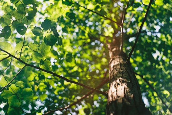 Photo of a tree with green leaves