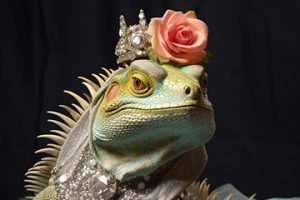Photo of an iguana with a flower on its head