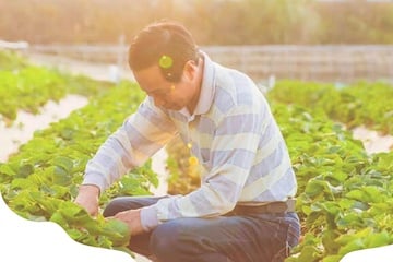 Photo from OwlTing of a male working in a field of crops