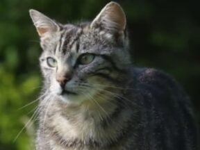 Image from Wink of a cat ina field