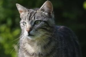 Image from Wink of a cat ina field