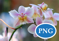 Use PNG-24 when simple images and photographic elements are combined.
