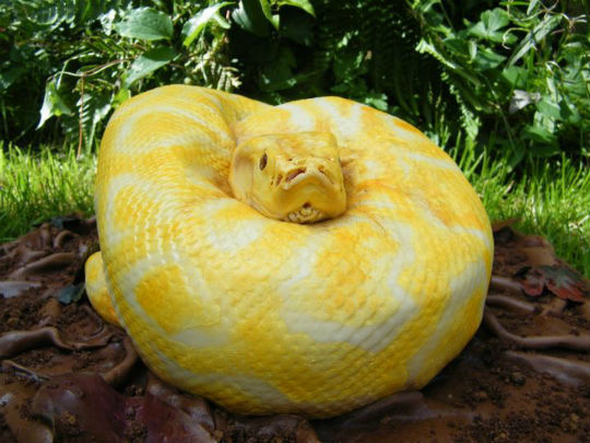 Posting "snake cake" image to Facebook resulted in viral success and multiple sales.